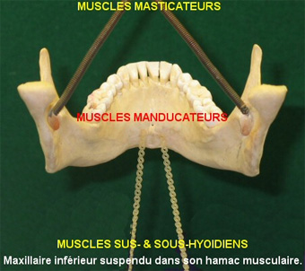 Muscles du maxillaire inférieur