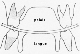 Engrènement des dents postérieures